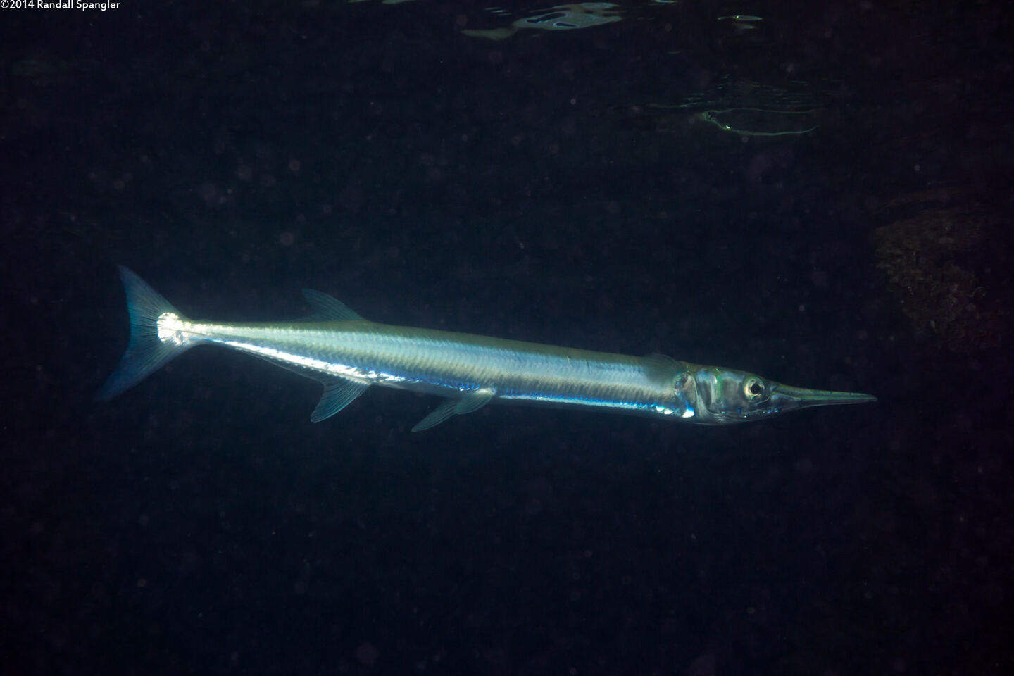 Tylosurus crocodilus (Houndfish)