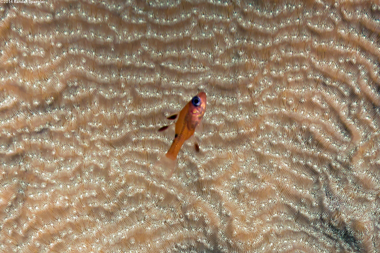 Apogon maculatus (Flamefish)