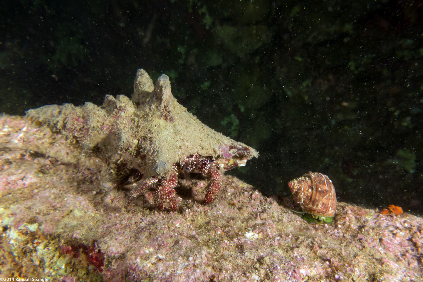 Paguristes puncticeps (Whitespeckled Hermit Crab)