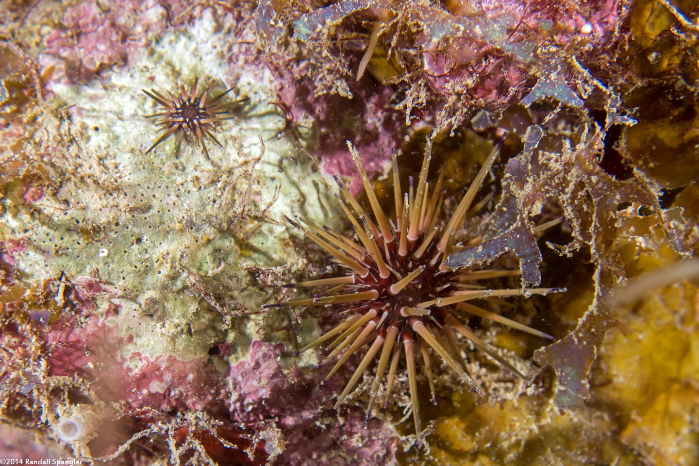Echinometra viridis (Reef Urchin)