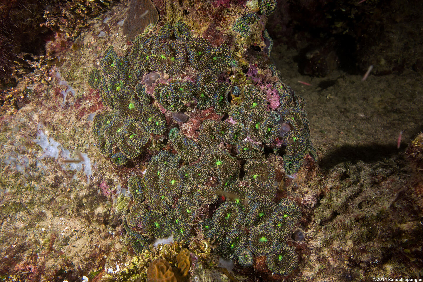 Ricordea florida (Florida Corallimorph)