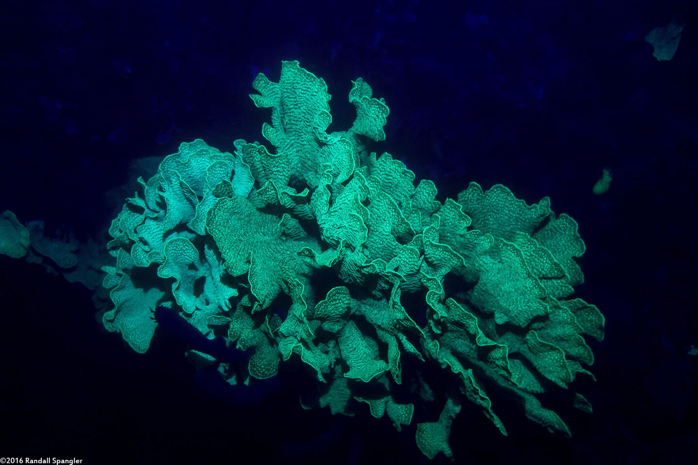 Agaricia tenuifolia (Thin Leaf Lettuce Coral)