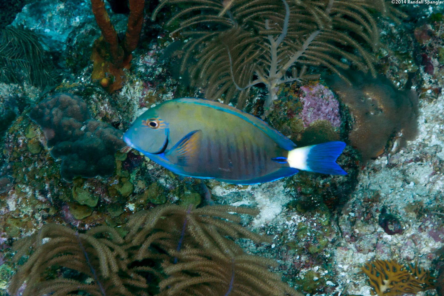 Acanthurus chirurgus (Doctorfish)