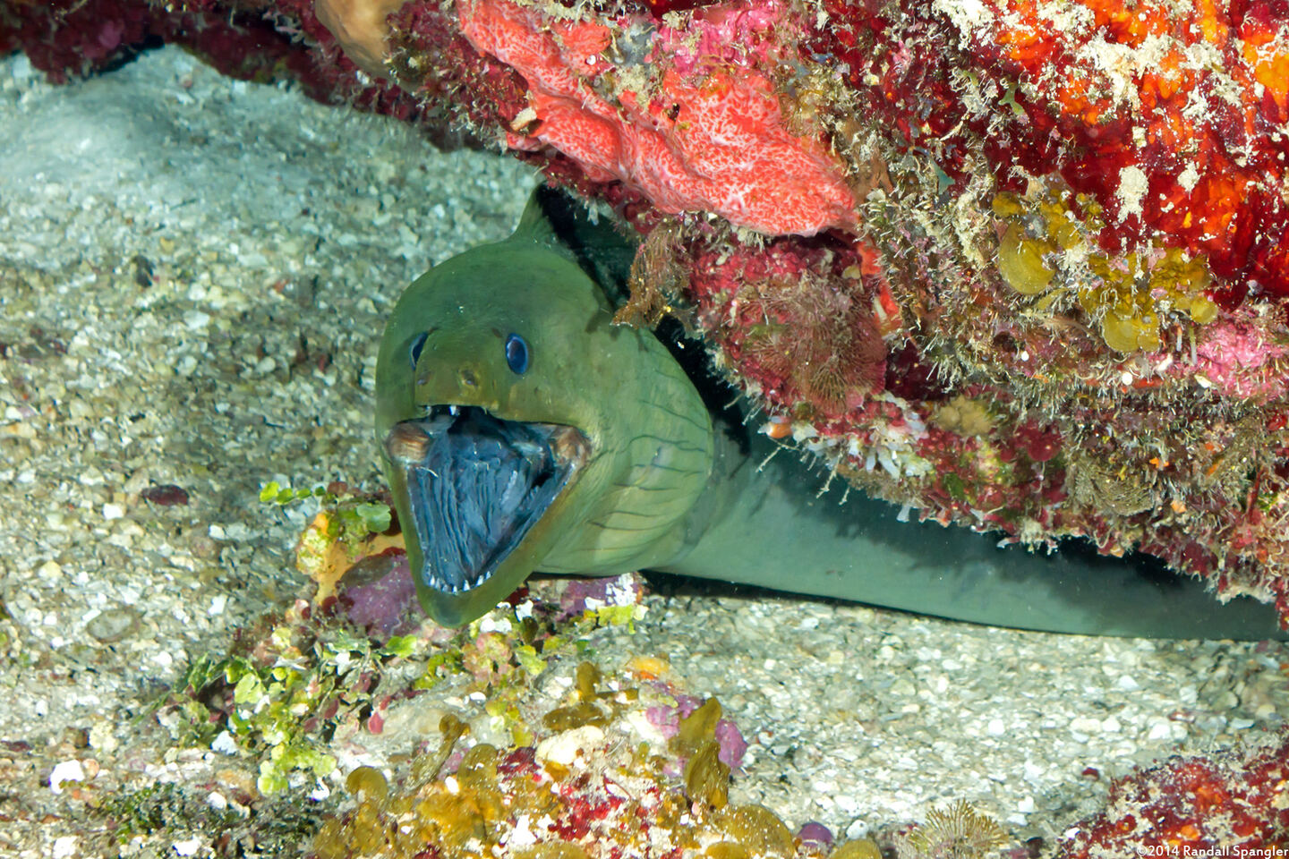 Gymnothorax funebris (Green Moray)