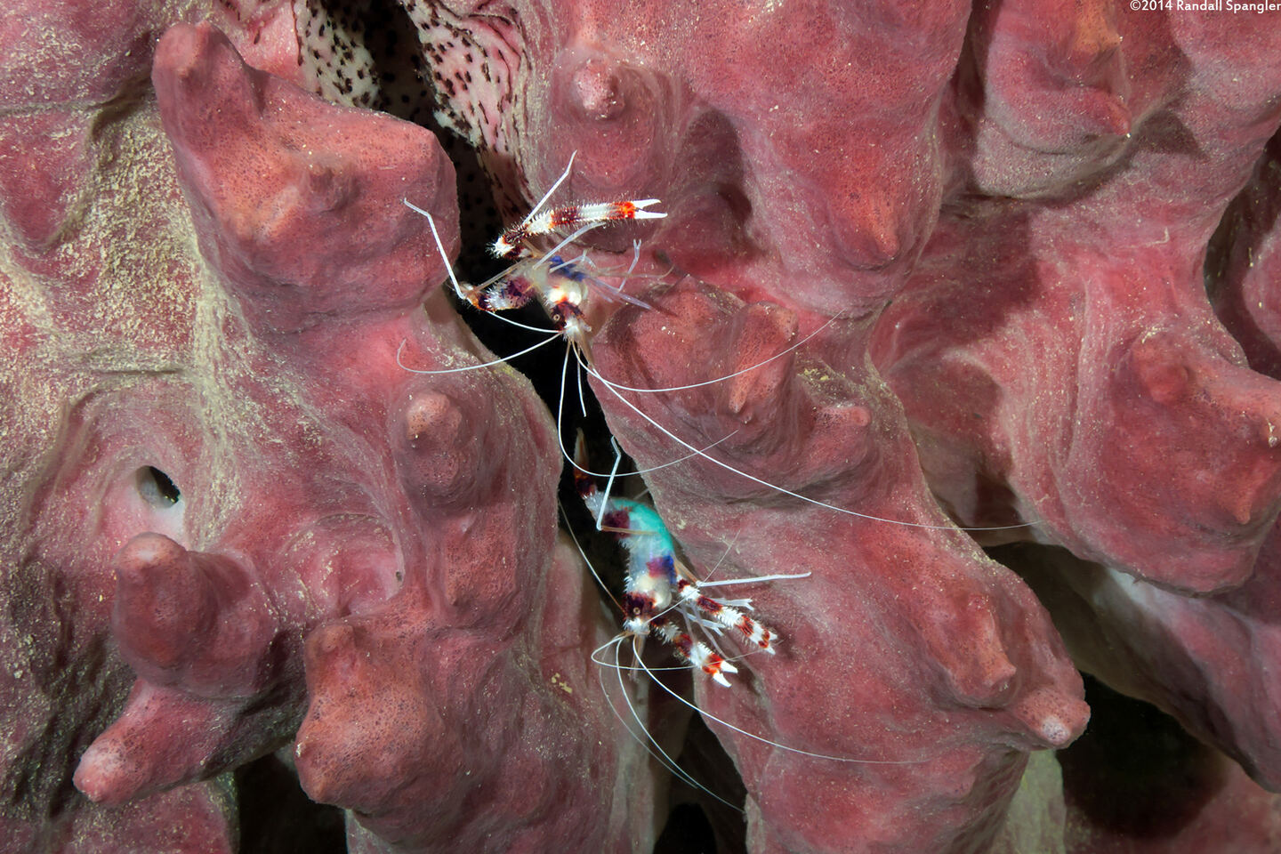 Stenopus hispidus (Banded Coral Shrimp)