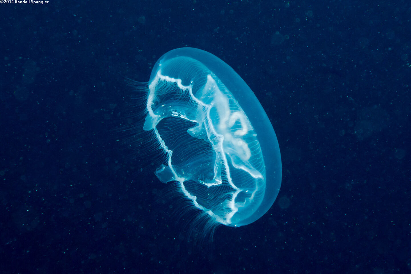 Aurelia aurita (Moon Jelly)