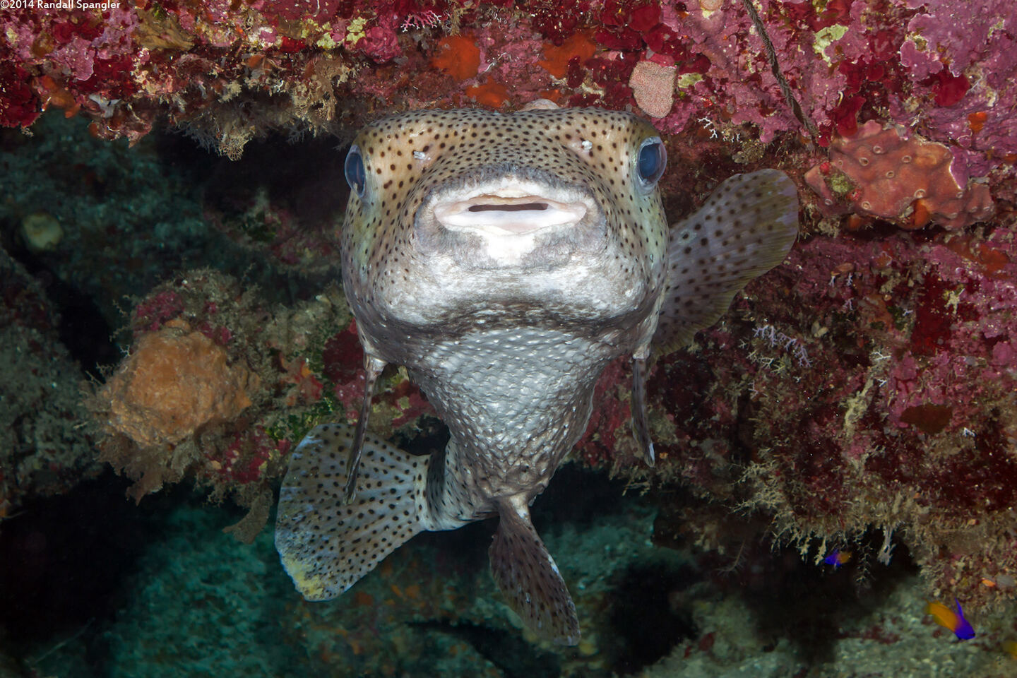 Diodon hystrix (Porcupinefish)