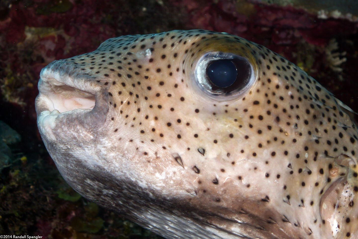 Diodon hystrix (Porcupinefish)