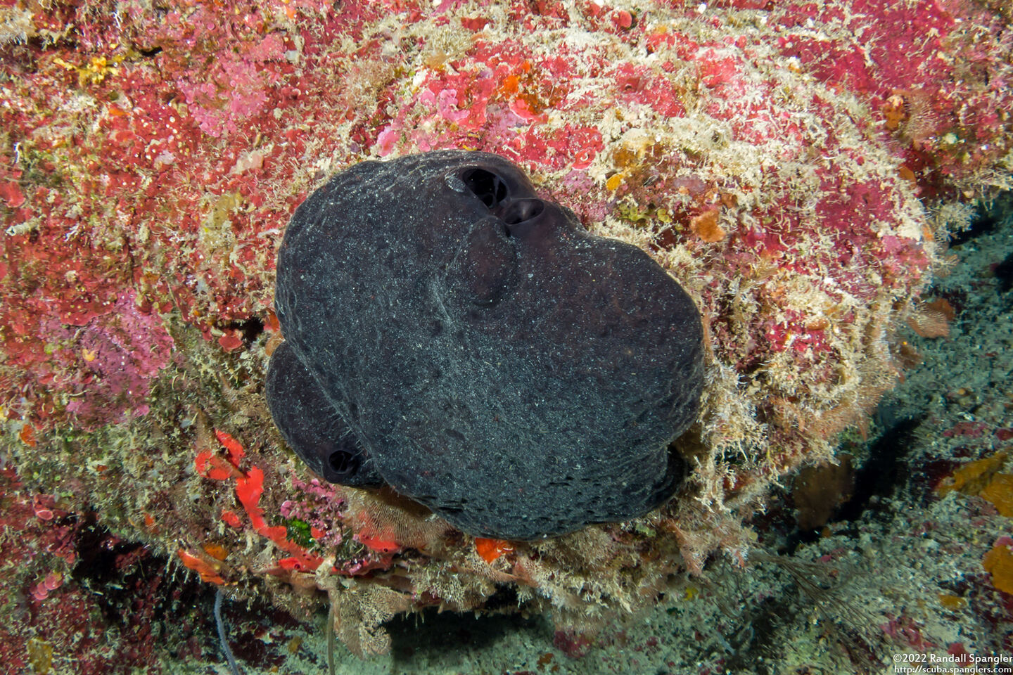 Asteropus niger (Asteropus Niger)