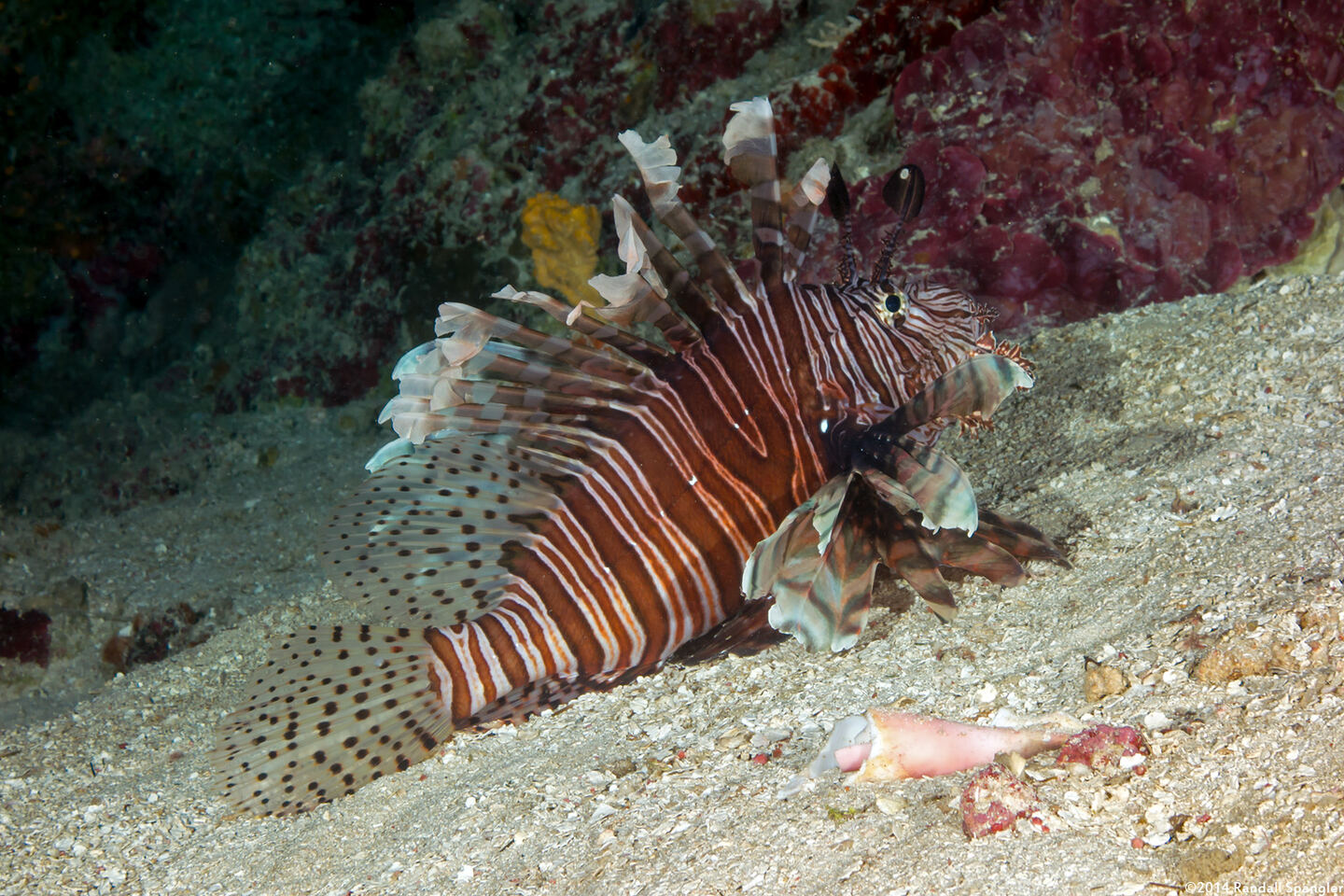 Pterois volitans (Red Lionfish)