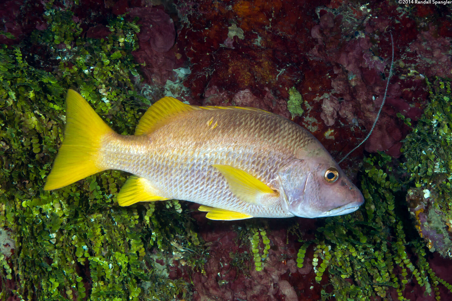 Lutjanus apodus (Schoolmaster)