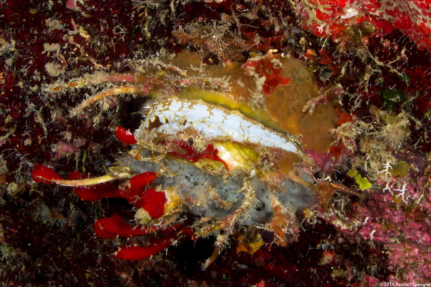 Spondylus americanus (Atlantic Thorny Oyster)