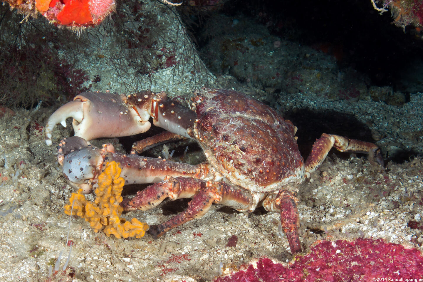 Maguimithrax spinosissimus (Channel Clinging Crab)