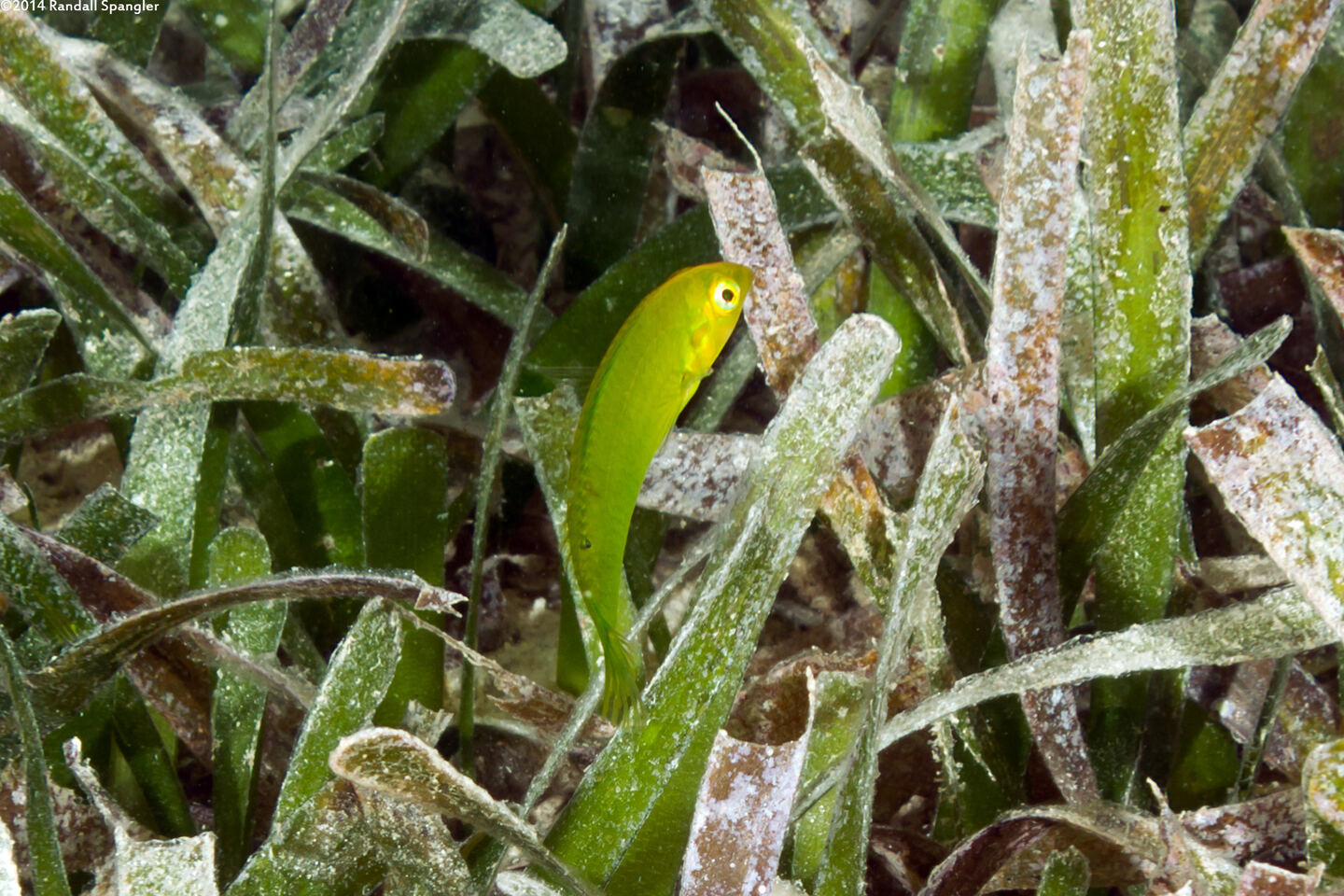 Halichoeres poeyi (Blackear Wrasse)