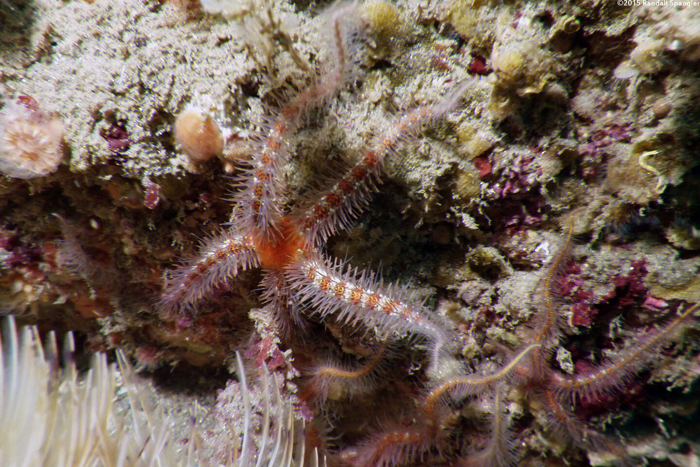 Ophiothrix spiculata (Spiny Brittle Star)