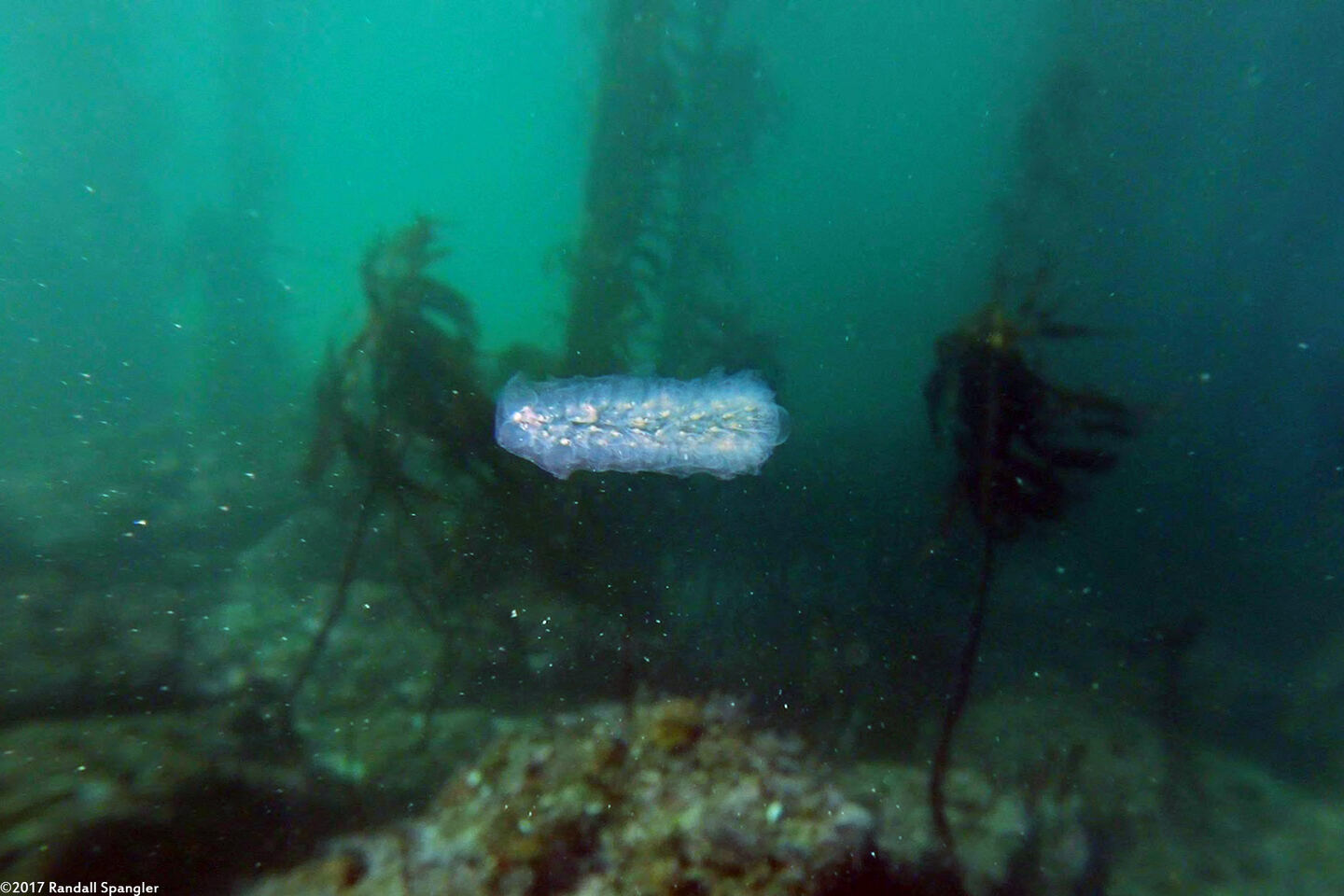 Pyrosoma atlanticum (Pyrosome)