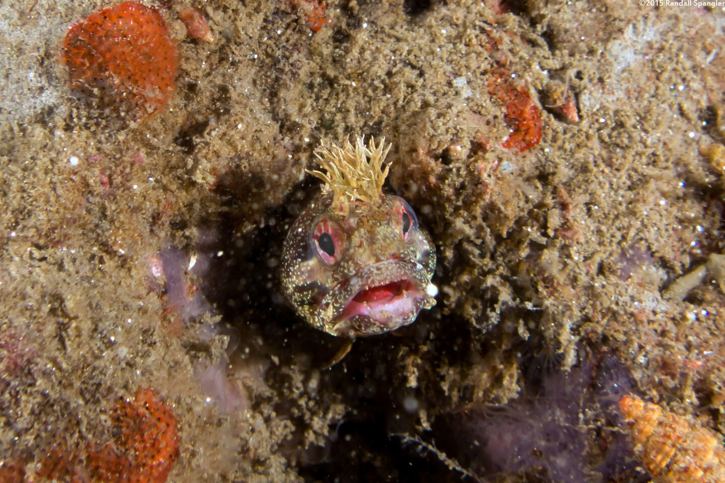 Neoclinus stephensae (Yellowfin Fringehead)