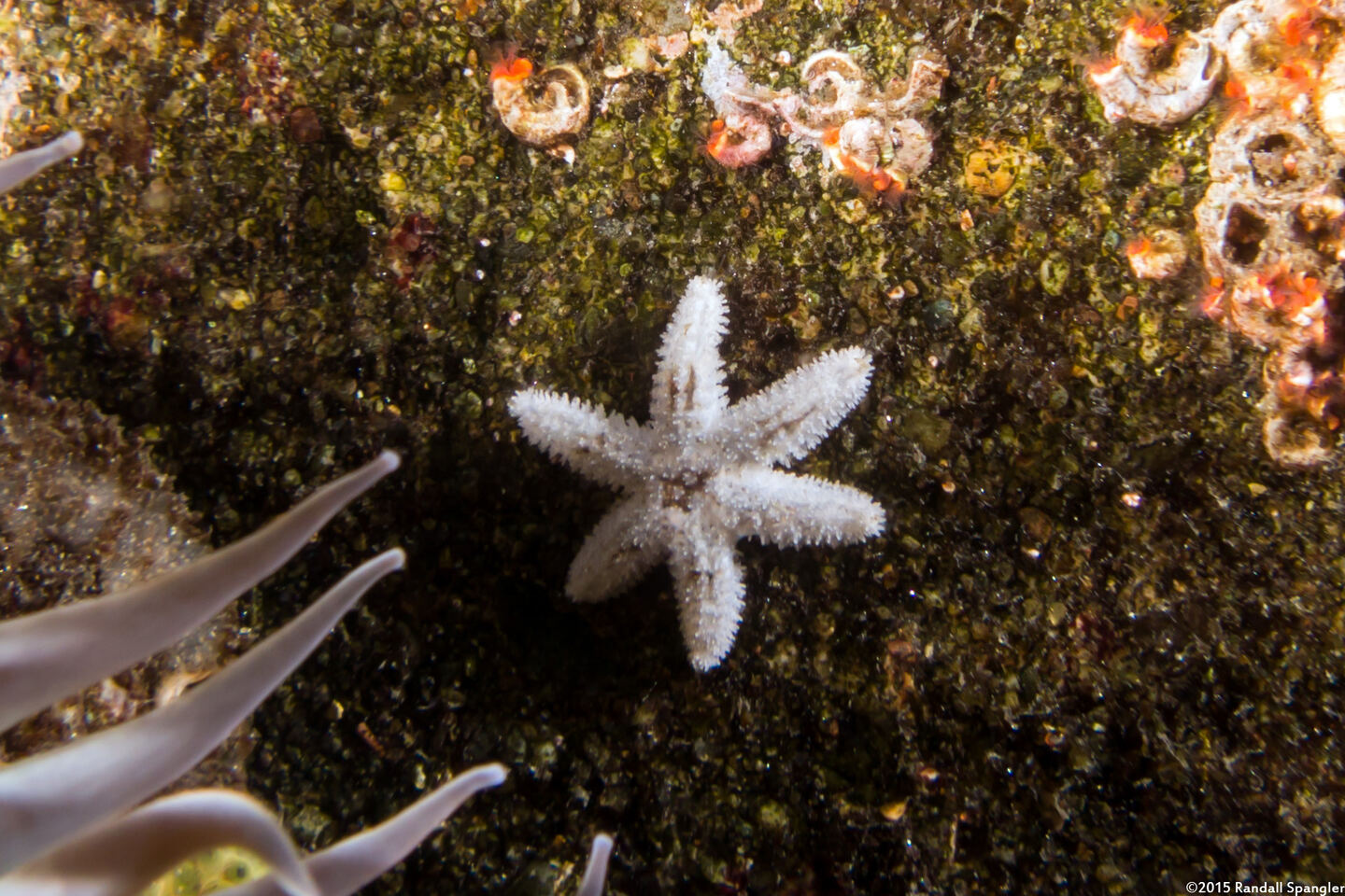 Leptasterias hexactis (Six-Arm Star)