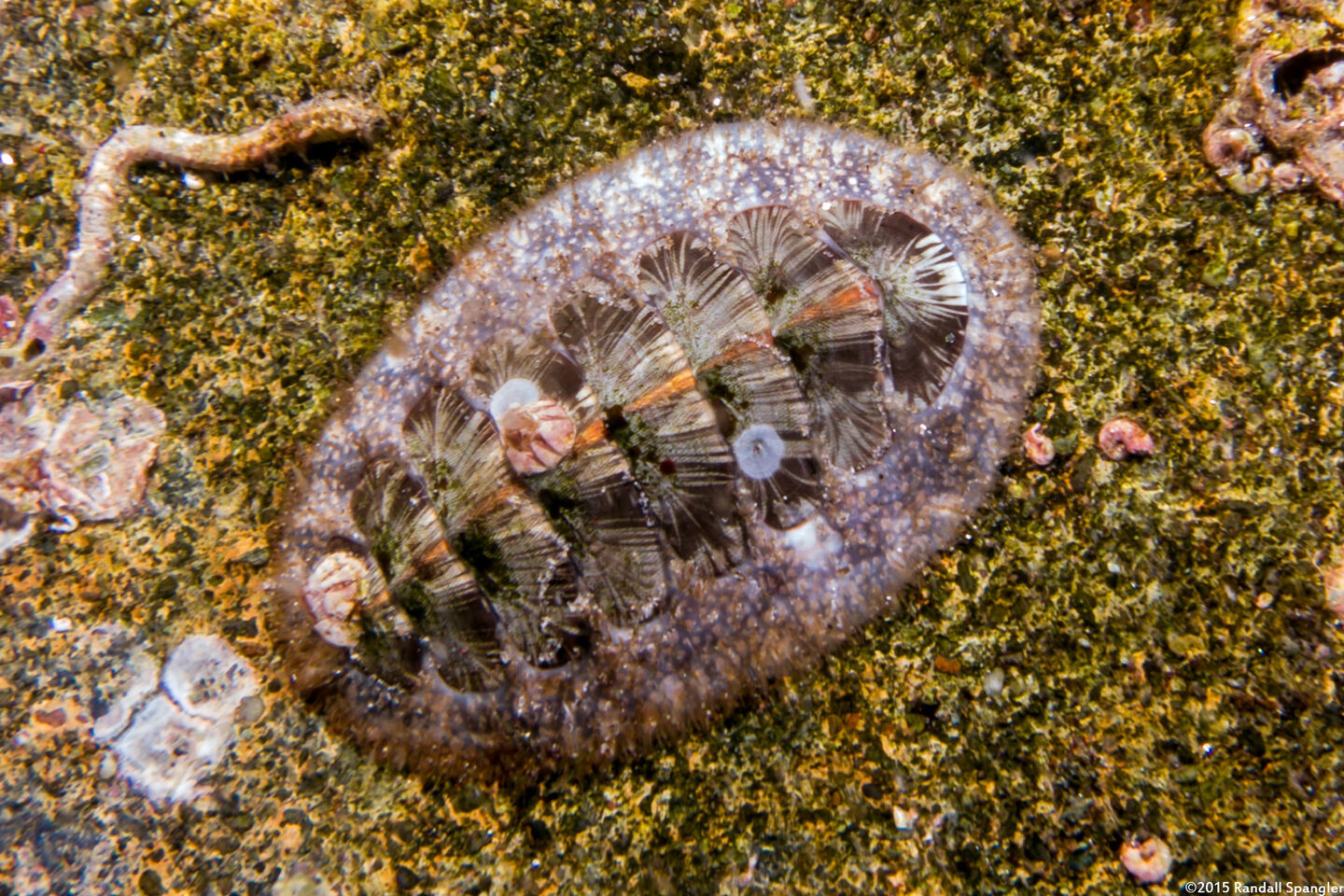 Mopalia lignosa (Woody Chiton)