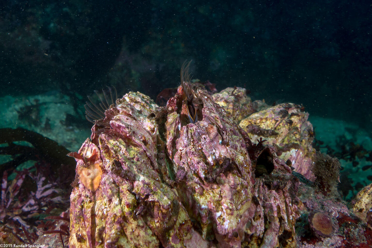 Balanus nubilus (Giant Acorn Barnacle)