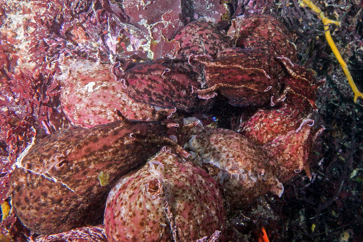 Aplysia californica (Brown Sea Hare); Slug orgy