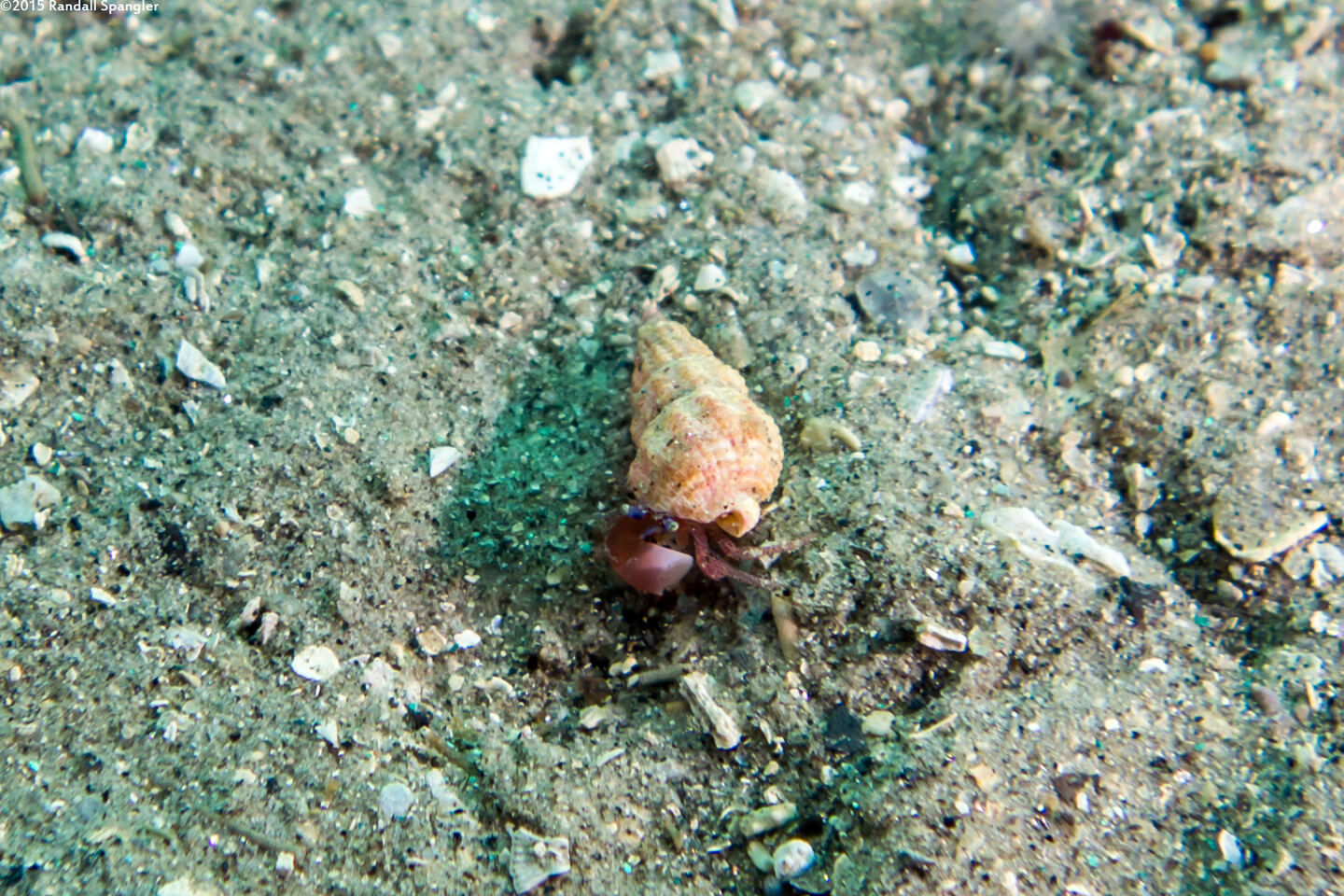 Pagurus retrorsimanus (Pagurus Retrorsimanus)