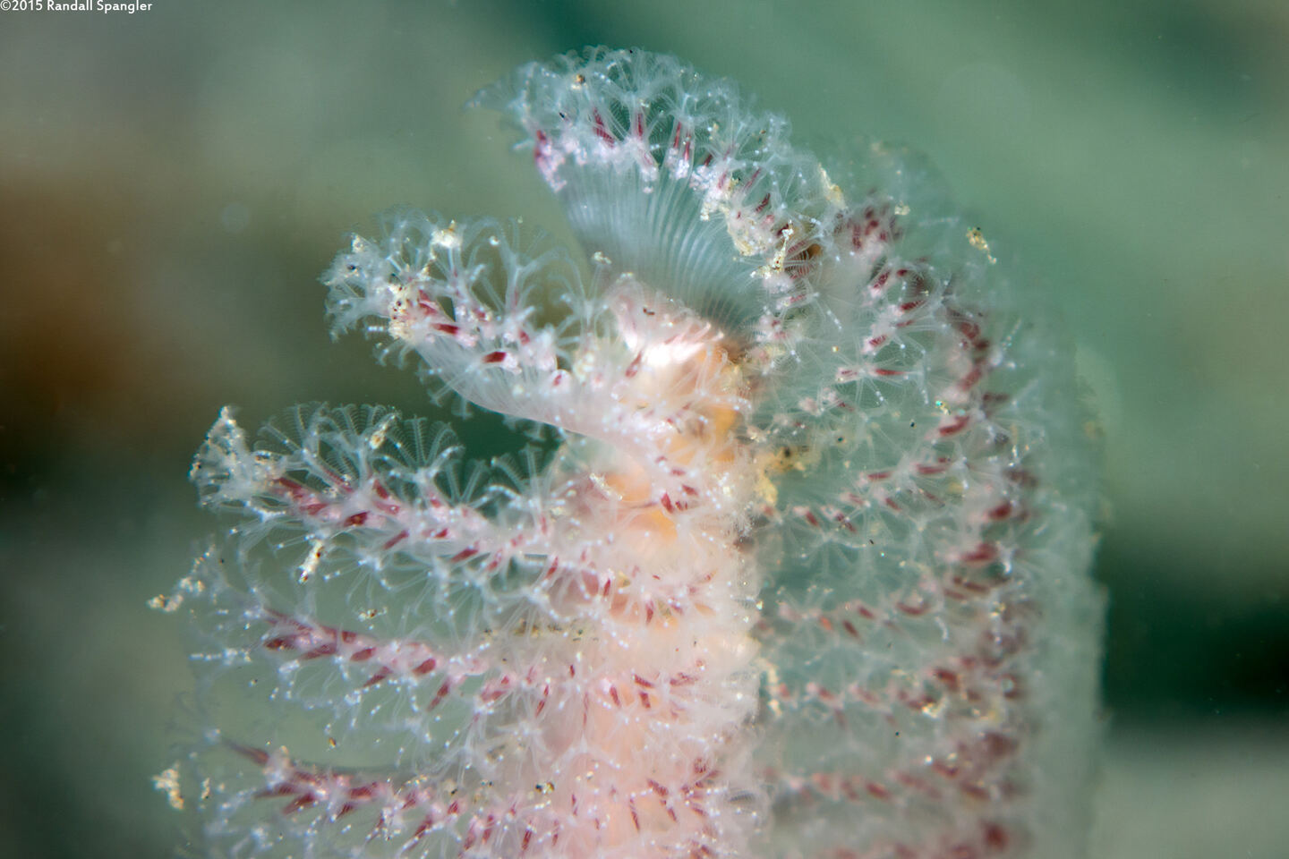 Stylatula elongata (White Sea Pen)