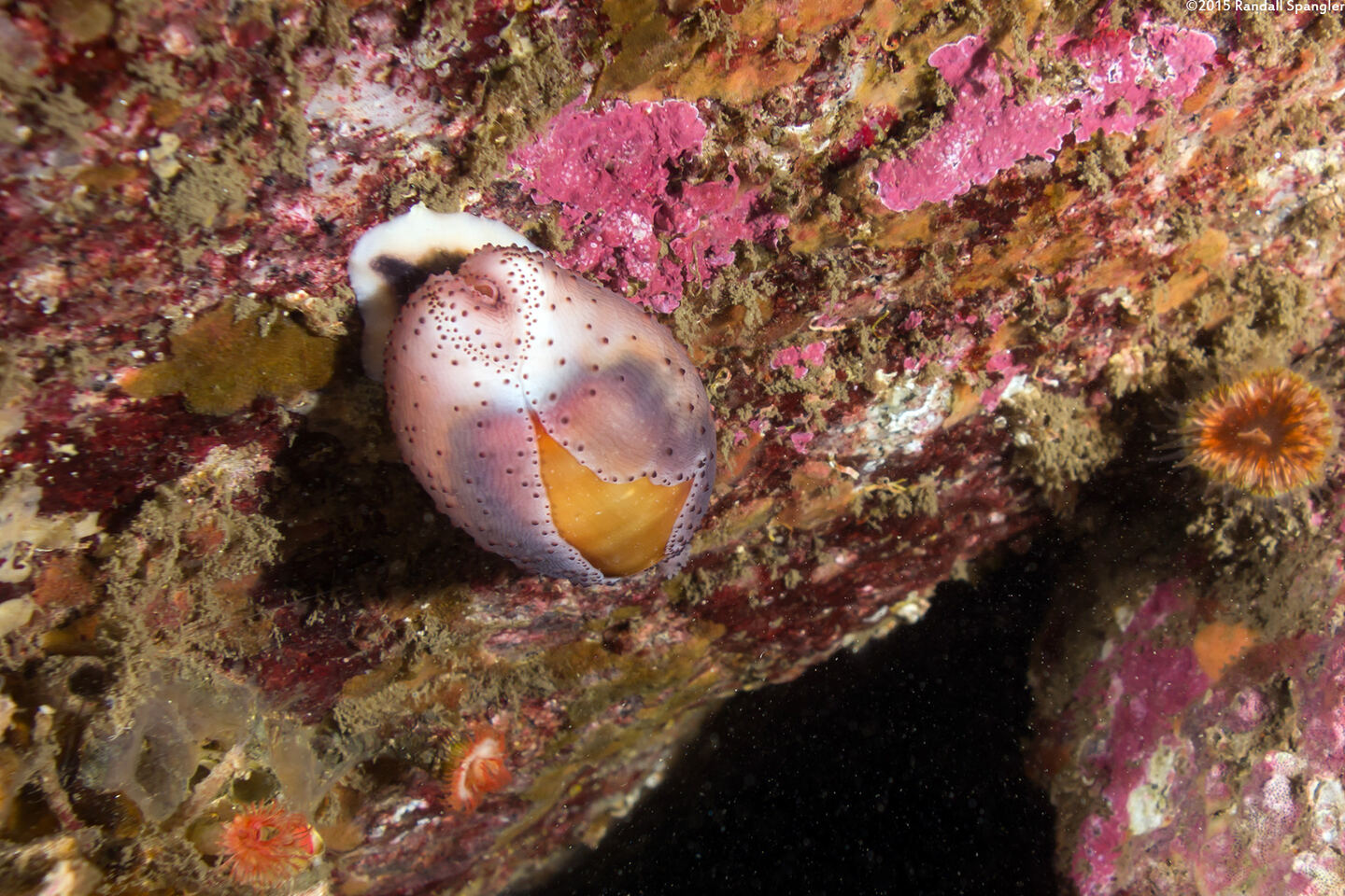 Neobernaya spadicea (Chestnut Cowry)