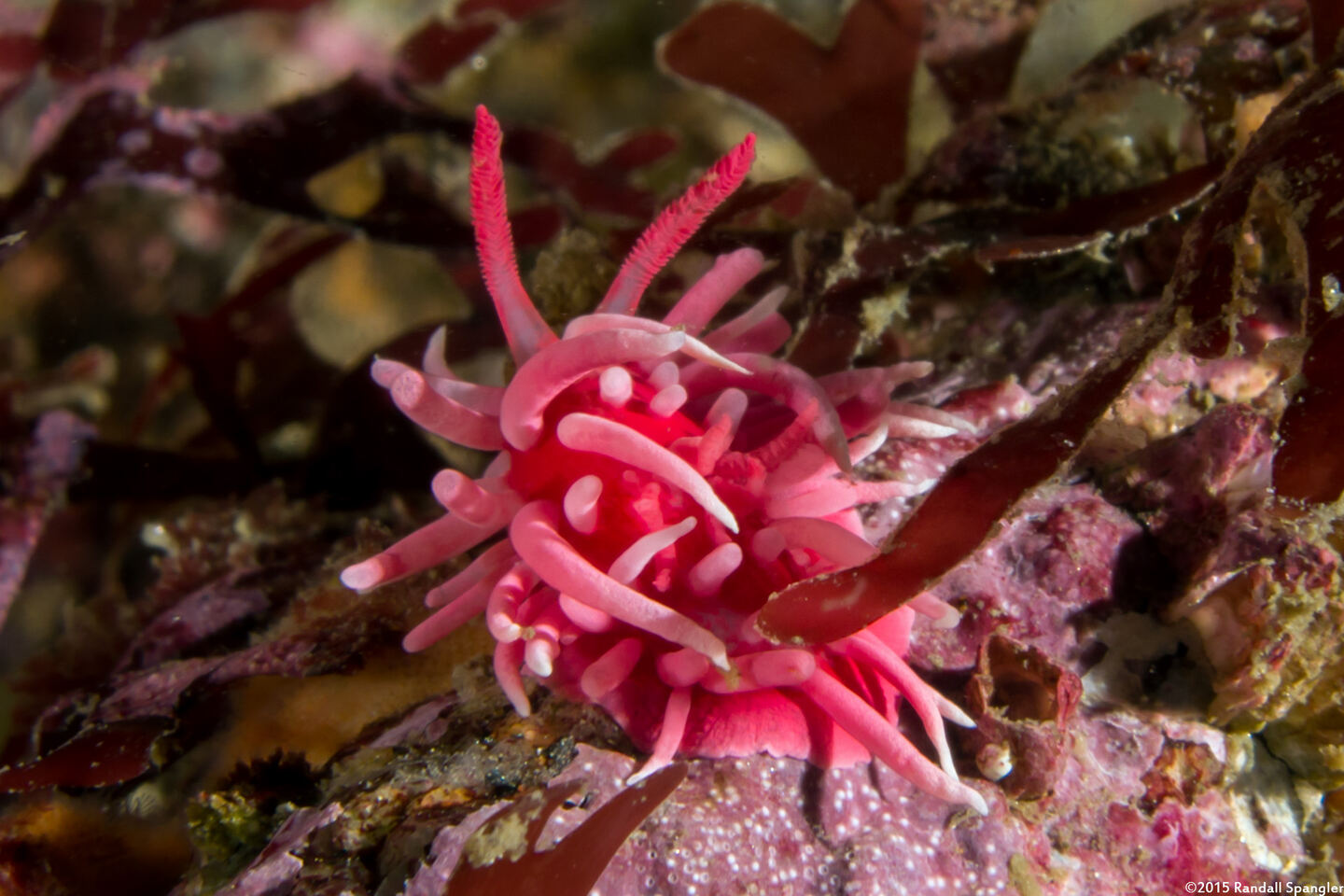 Okenia rosacea (Hopkins' Rose Nudibranch)