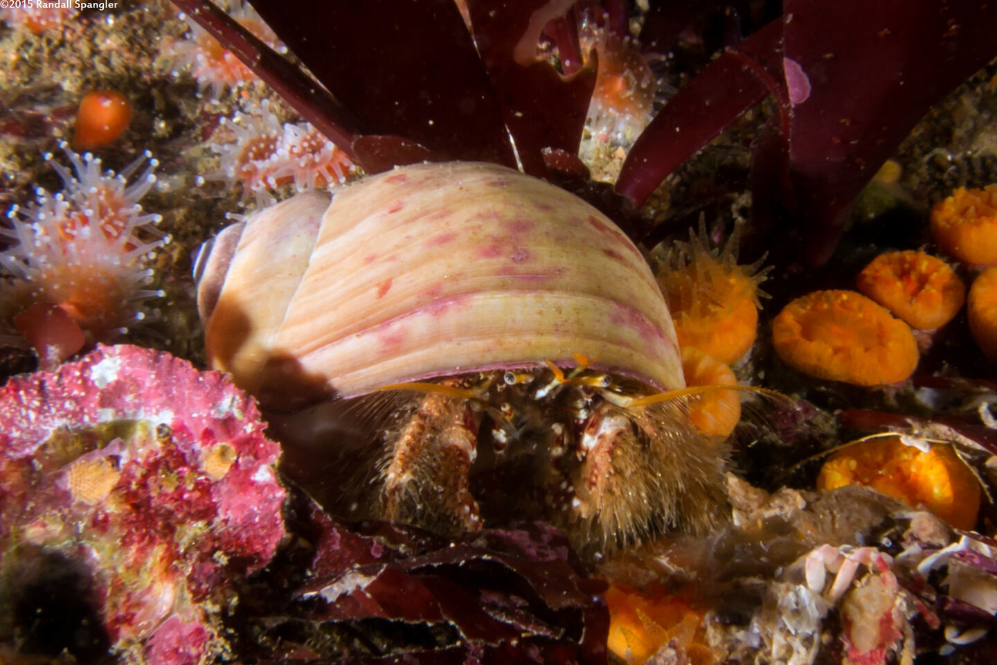 Paguristes ulreyi (Furry Hermit Crab)