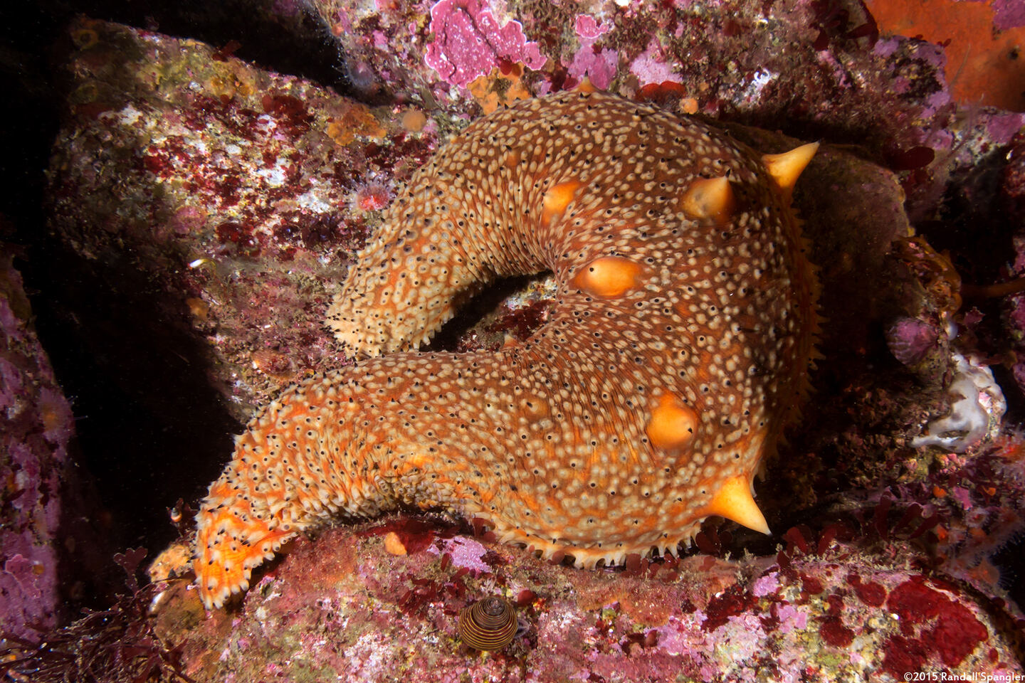 Apostichopus parvimensis (Warty Sea Cucumber)