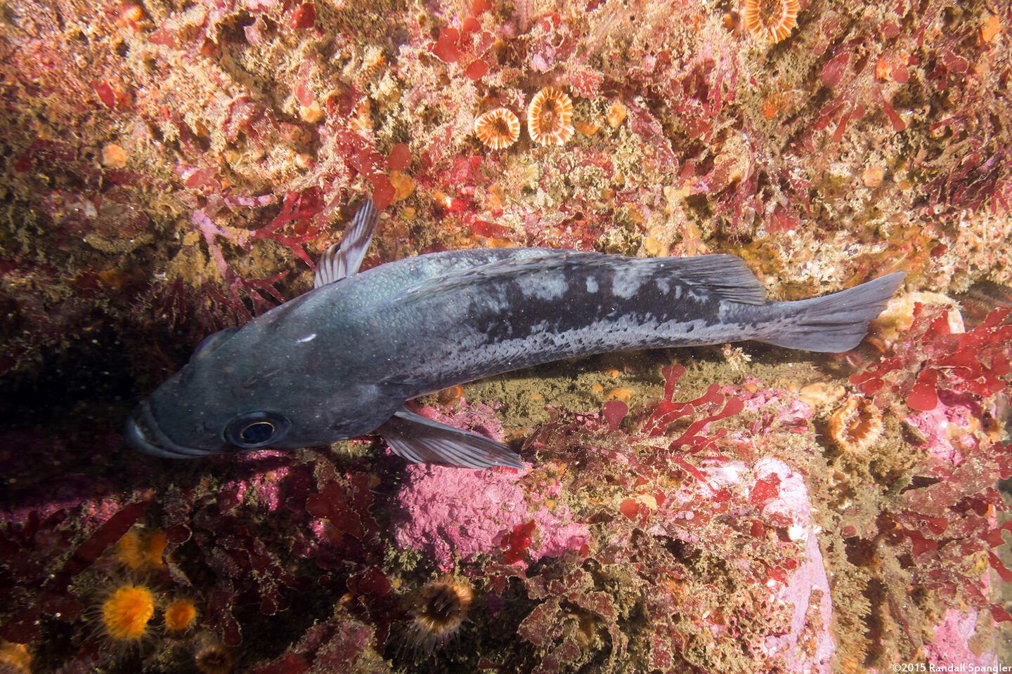 Sebastes melanops (Black Rockfish)