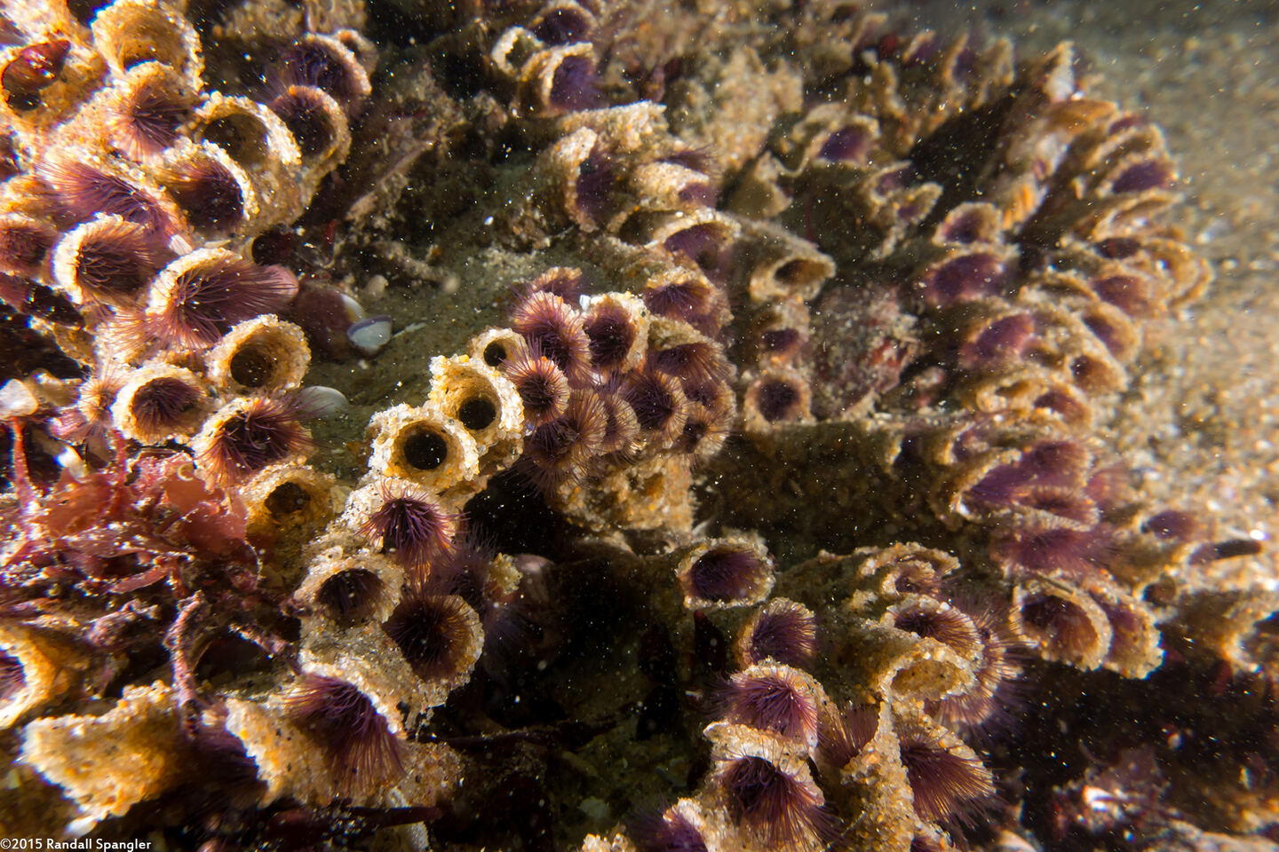 Phragmatopoma californica (Sandcastle Worm)