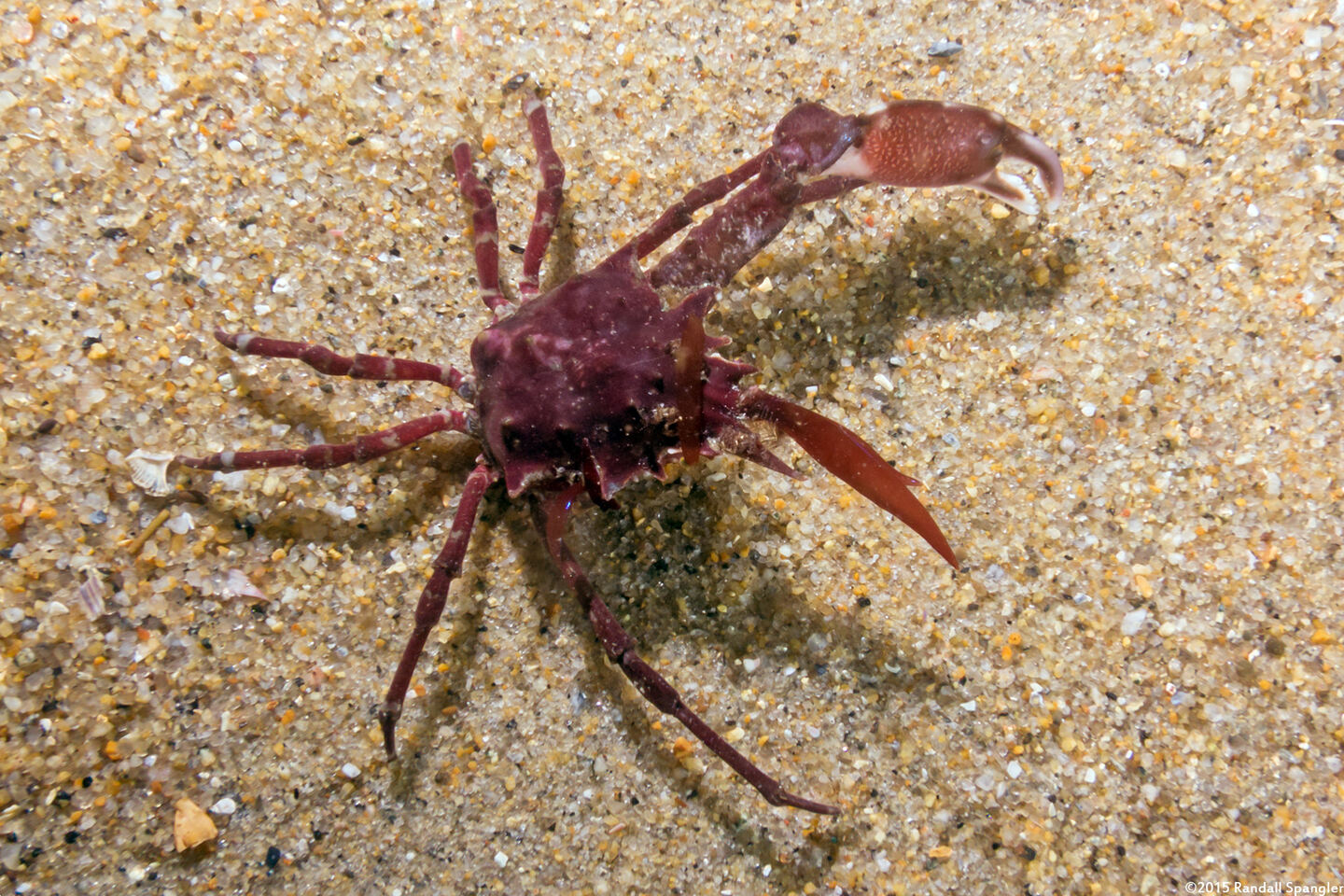 Pugettia richii (Cryptic Kelp Crab)