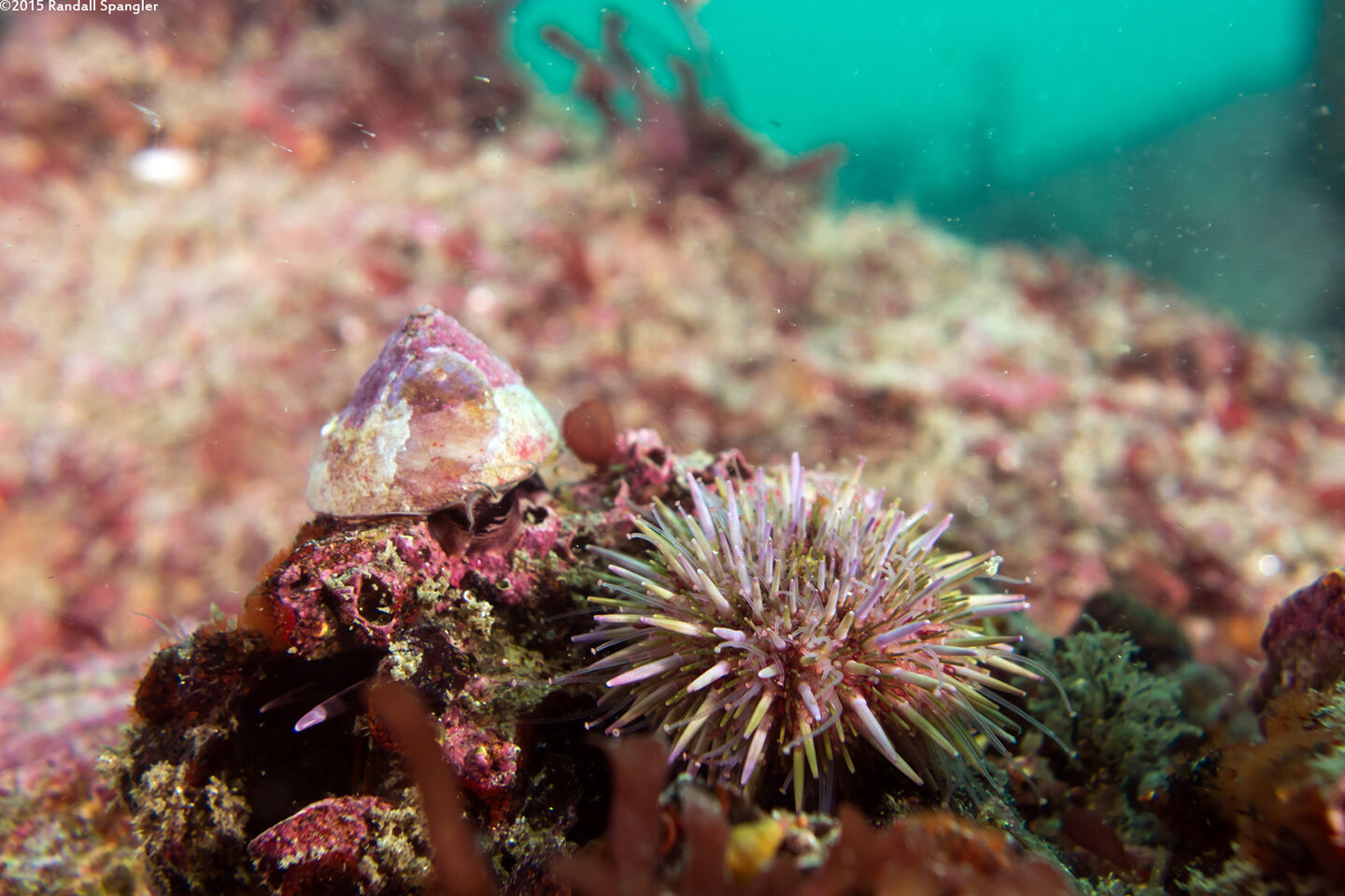 Strongylocentrotus purpuratus (Purple Sea Urchin)