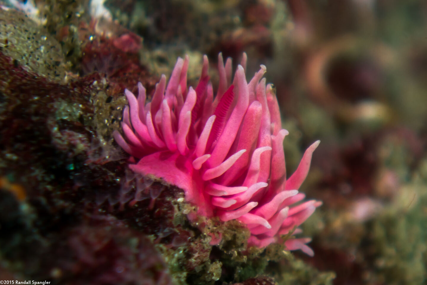 Okenia rosacea (Hopkins' Rose Nudibranch)