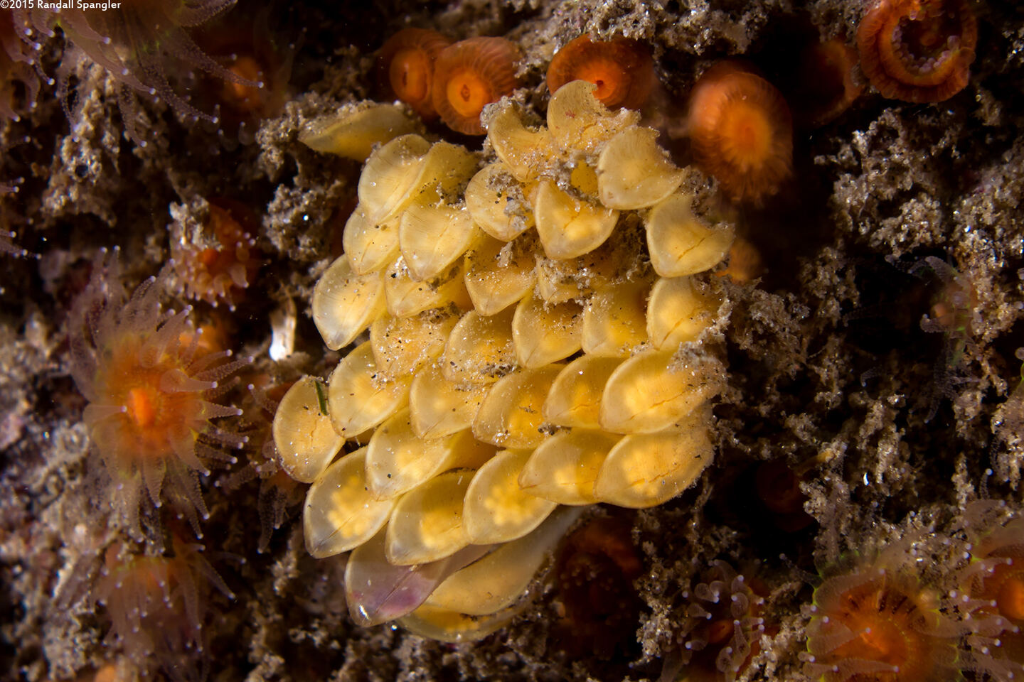 Ceratostoma foliatum (Leafy Hornmouth)