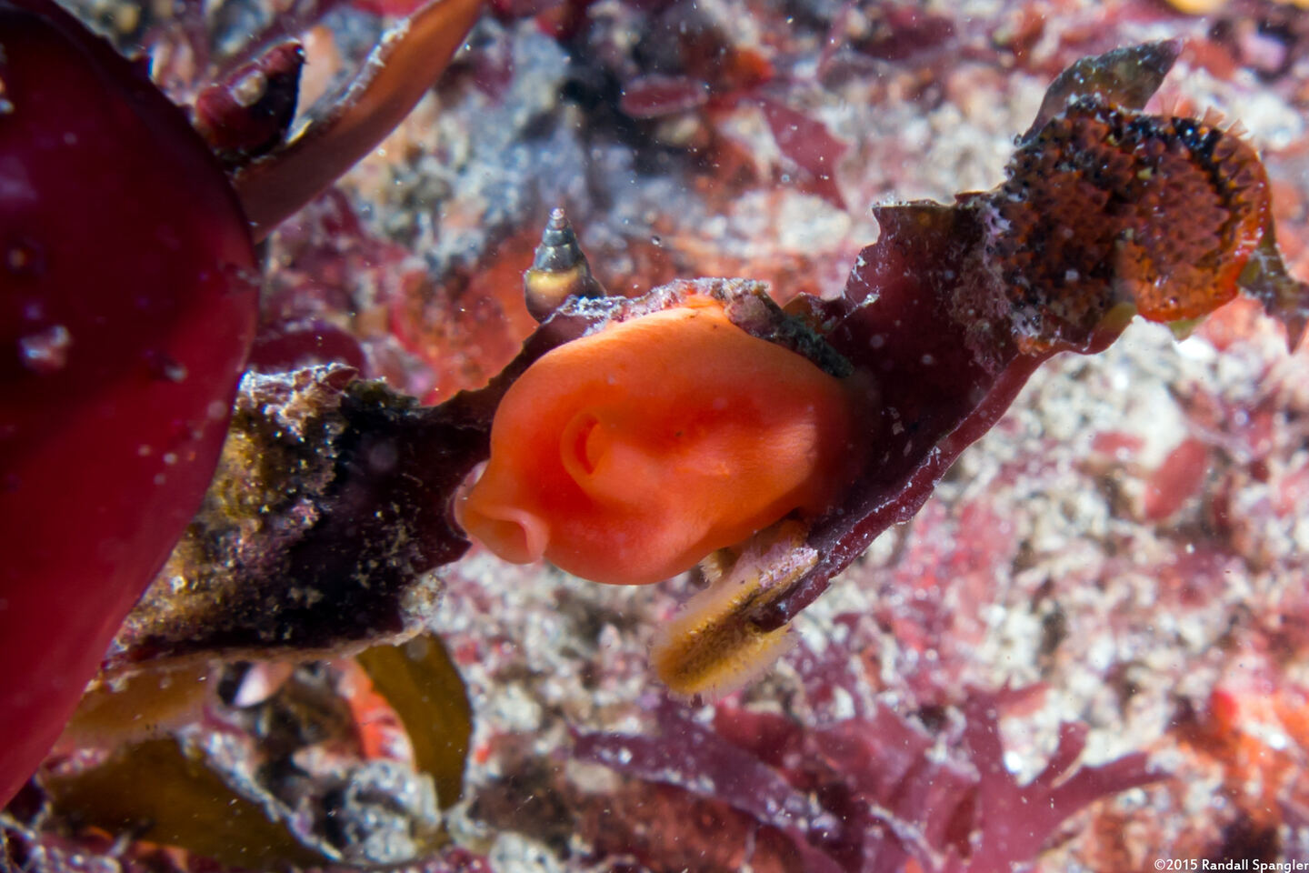 Cnemidocarpa finmarkiensis (Shiny Orange Sea Squirt)