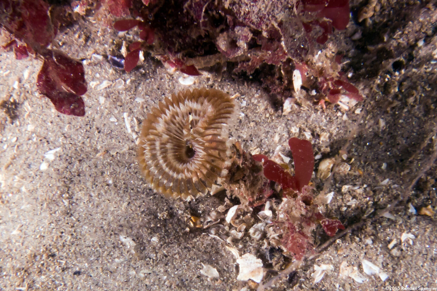 Acromegalomma sp.1 (Sabellid Worm)