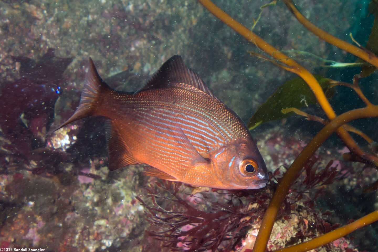 Embiotoca lateralis (Striped Seaperch)