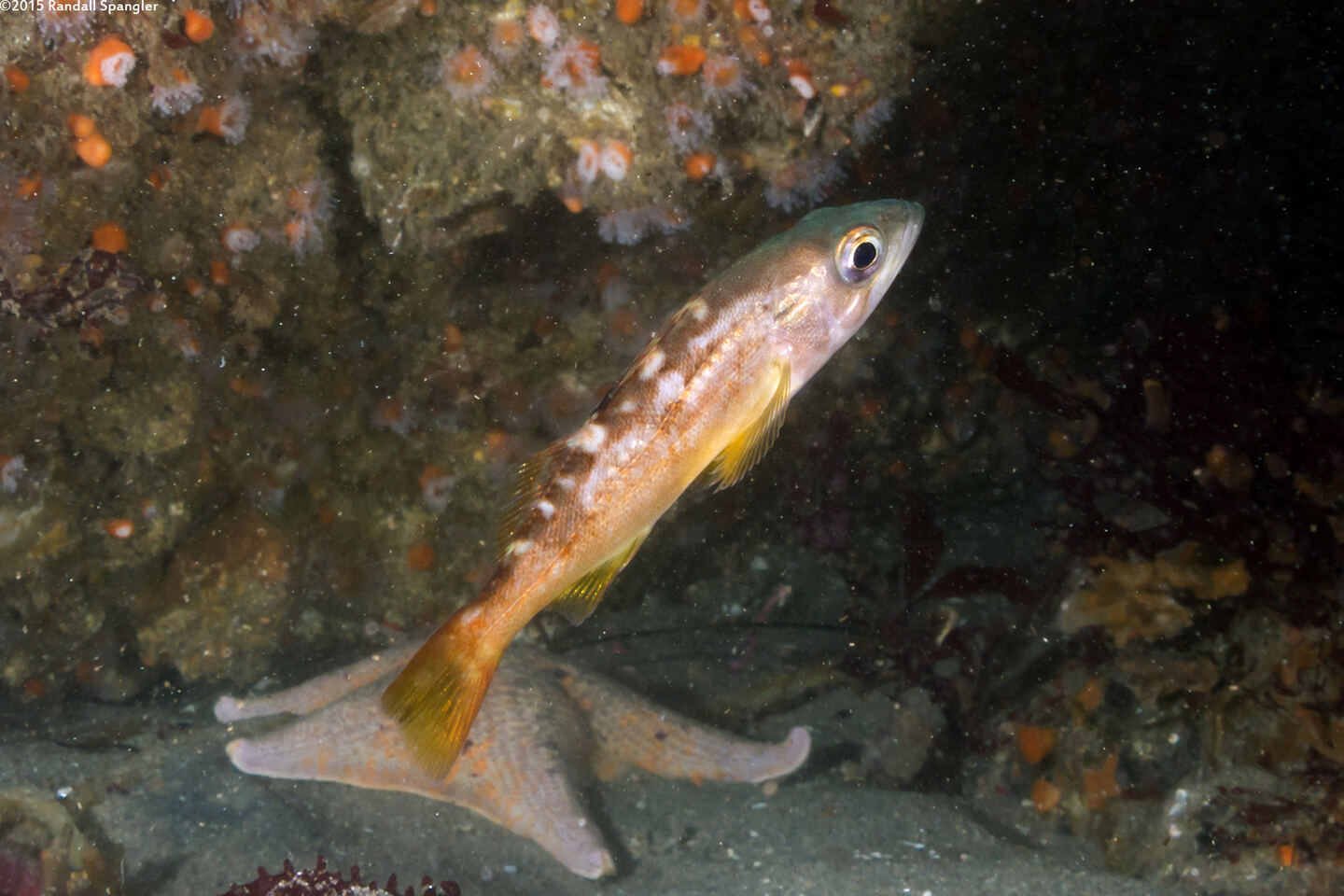 Sebastes serranoides (Olive Rockfish)