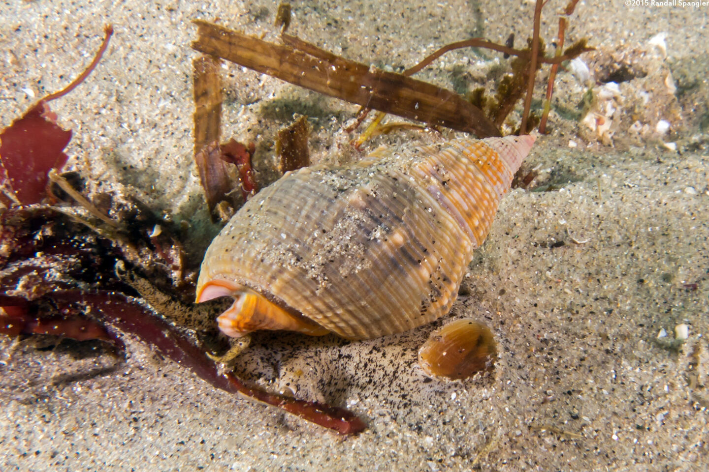 Nassarius fossatus (Giant Western Nassa)