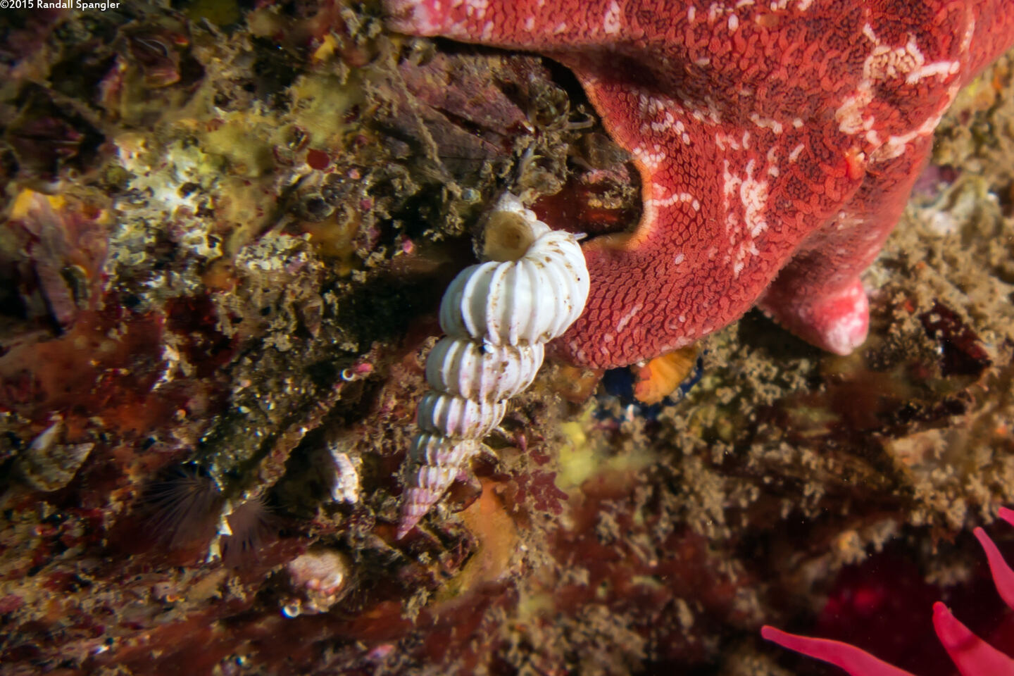 Epitonium indianorum (Money Wentletrap)