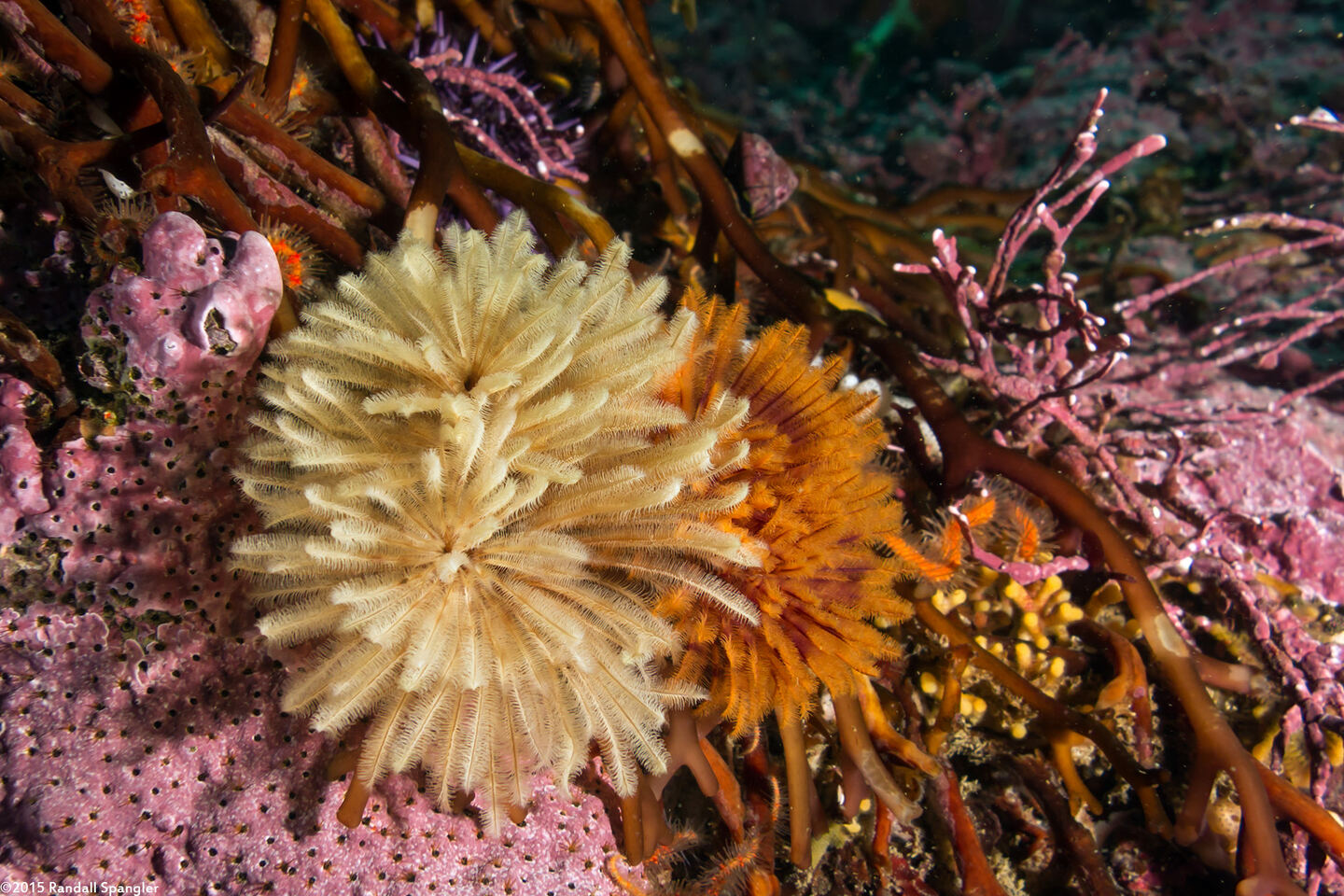 Eudistylia polymorpha (Feather Duster Worm)