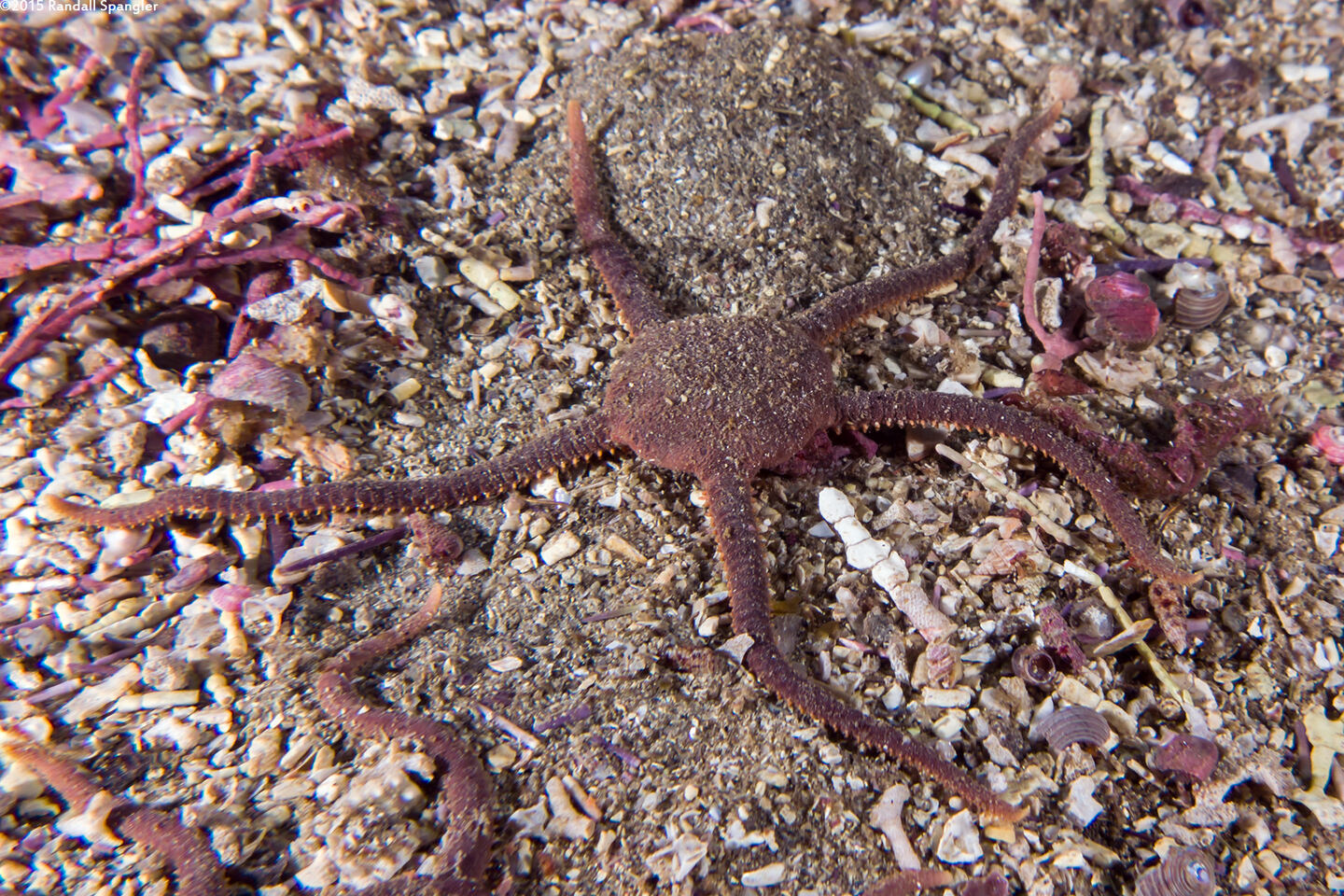 Ophioplocus esmarki (Smooth Brittle Star)