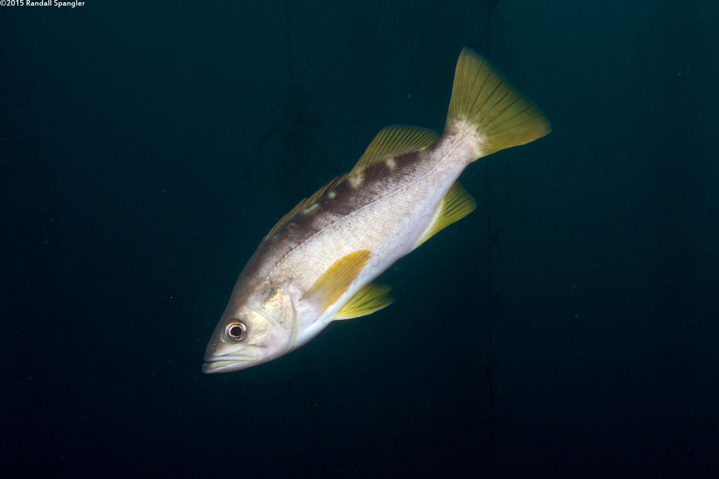 Sebastes flavidus (Yellowtail Rockfish)