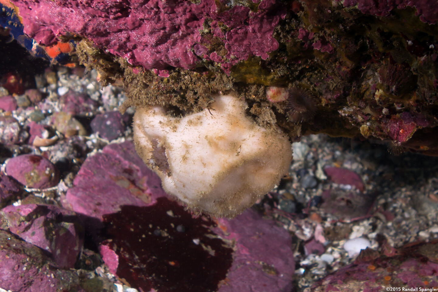 Leucandra heathi (Spiny Vase Sponge)