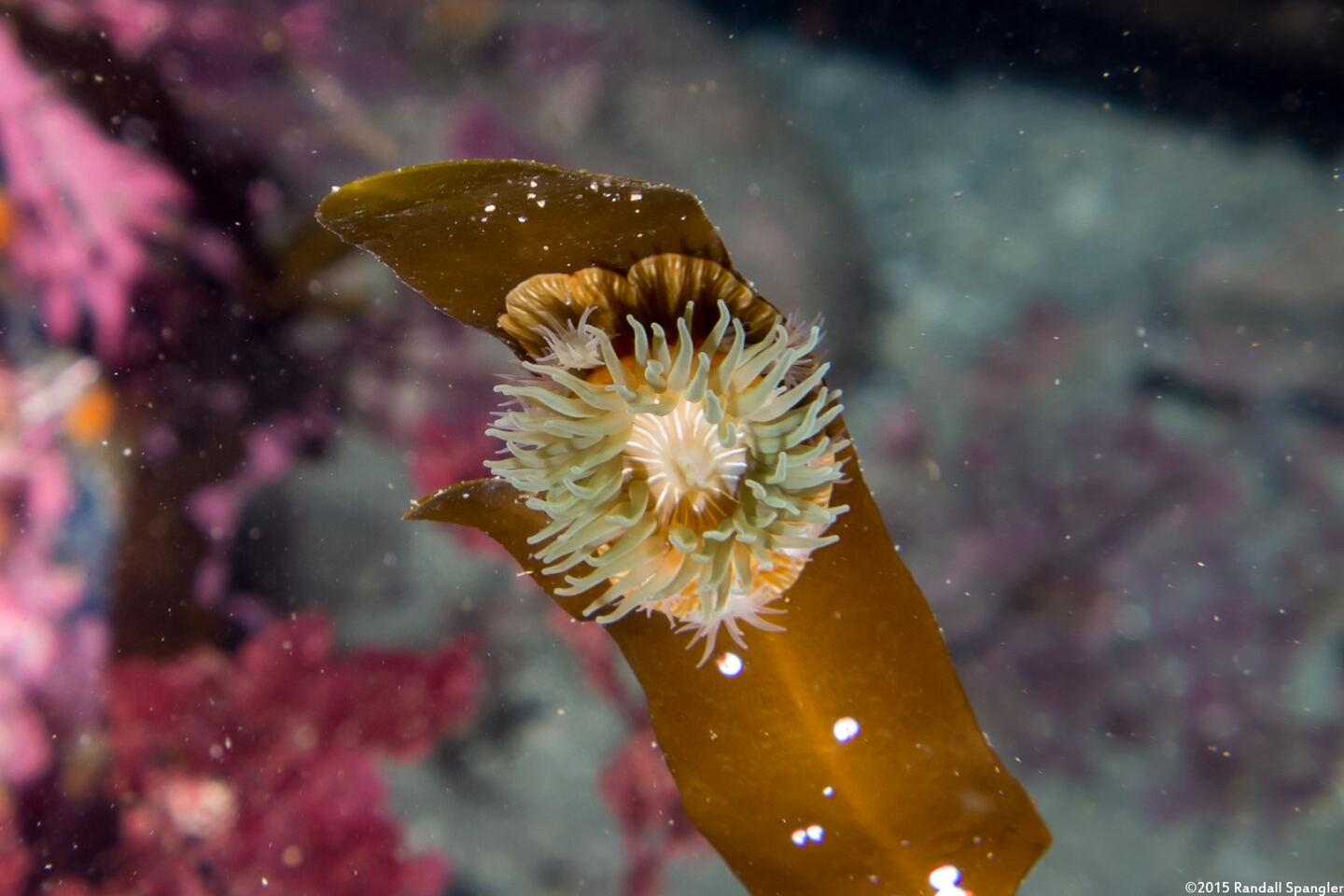Epiactis prolifera (Proliferating Anemone)