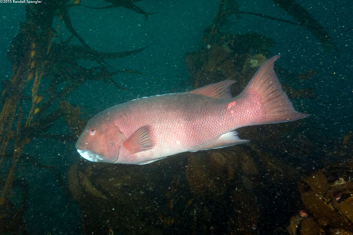 Semicossyphus pulcher (California Sheephead)