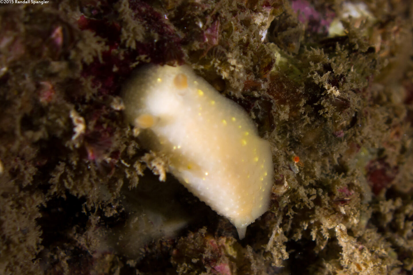 Cadlina modesta (Modest Cadlina)